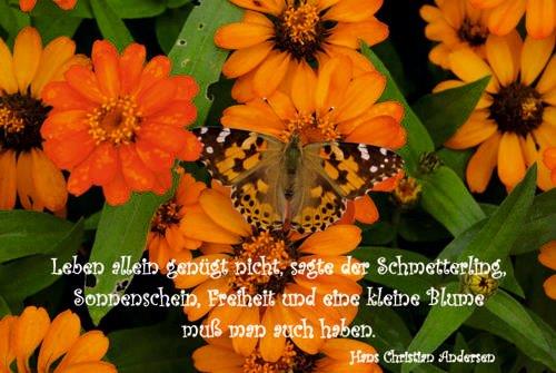 Blüten mit Schmetterling; Gedicht: Leben allein genügt nicht, sagte der Schmetterling, Sonnenschein, Freiheit und eine kleine Blume muss man auch haben. (Hans Christian Andersen)